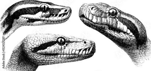 Engraved illustration of boa constrictor heads for nature and wildlife art