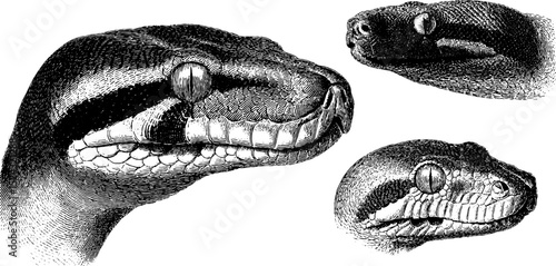 Engraved illustration set of boa constrictor heads for wildlife art projects