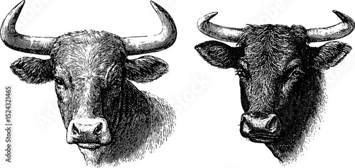 Engraved illustration of bull and calf heads for vintage design and livestock theme