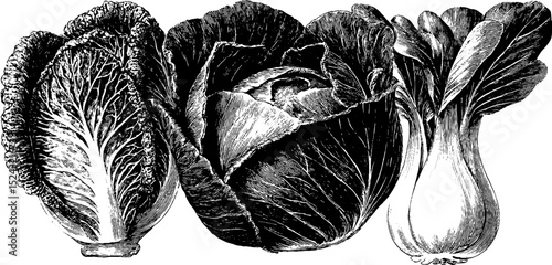 Engraved botanical illustration of cabbage and lettuce for culinary and educational use
