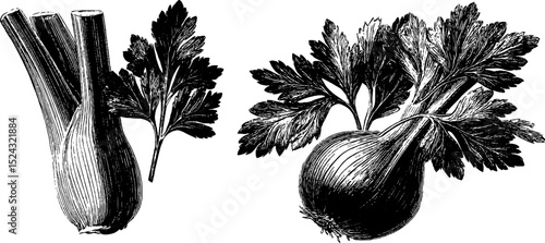 Engraved celery stalk and fennel illustration for botanical designs