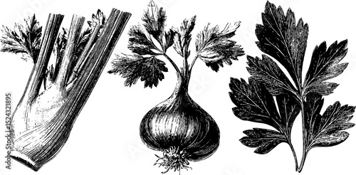 Vintage botanical illustration of celery stalks and fennel for nature inspired designs