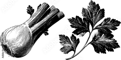Detailed botanical engraving of celery stalk and fresh fennel for culinary design