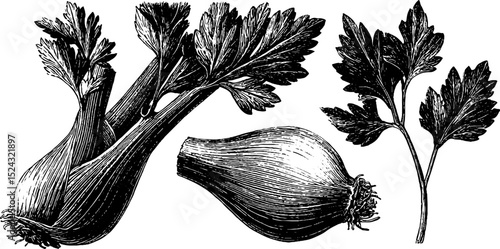 Intricate botanical engravings of celery stalk and fennel for culinary and decor inspirations