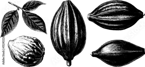 Vintage engraved spice illustration featuring clove buds and nutmeg for culinary design