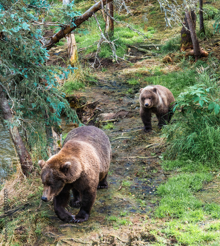Wallpaper Mural grizzly bear family crossing Torontodigital.ca
