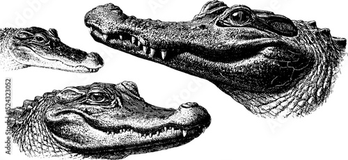 Detailed engraved illustration set of crocodile heads for natural history design