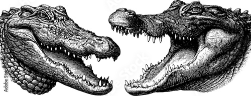 Detailed engraved illustration of crocodile and alligator heads in monochrome design