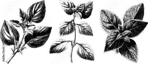 Engraved botanical illustration set of dried basil leaves for herbal design
