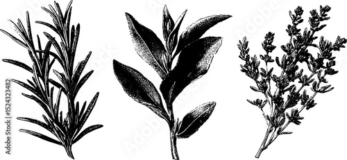 Engraved botanical illustration of dried rosemary, bay leaves, and thyme for botanical studies