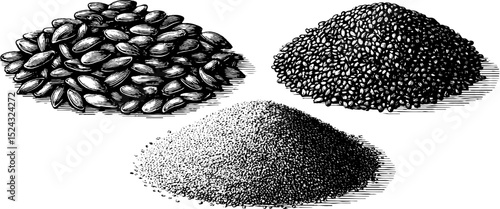 Engraved botanical illustration of flax and chia seeds for design and print