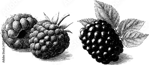 Engraved botanical illustration of fresh raspberries with leaves for design and print