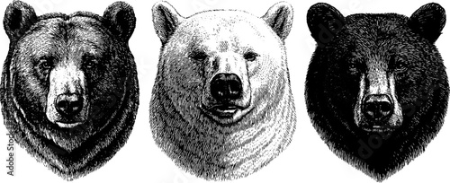 Engraved illustrations of grizzly bear heads in artistic black and white design