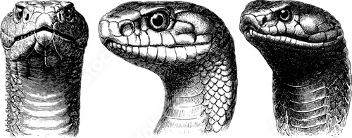 Detailed engraved illustration set of king cobra heads for educational and artistic use