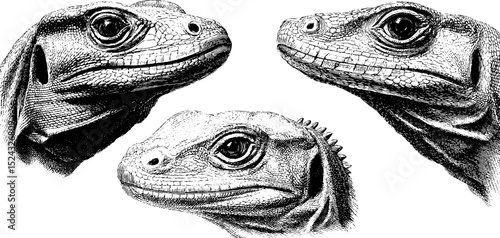 Detailed engraved illustration of komodo dragon heads for artistic designs