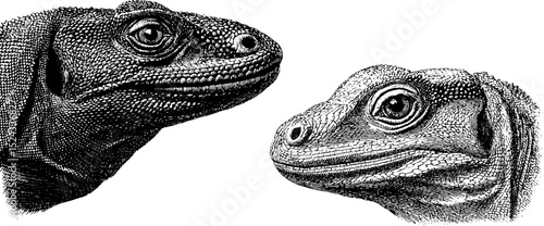 Detailed engraved illustration set of komodo dragon heads for educational and artistic purposes