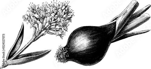 Vintage botanical illustration of leek bulb and green onion