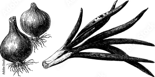 Vintage engraved illustration of leek bulb and green onion set for culinary and botanical design