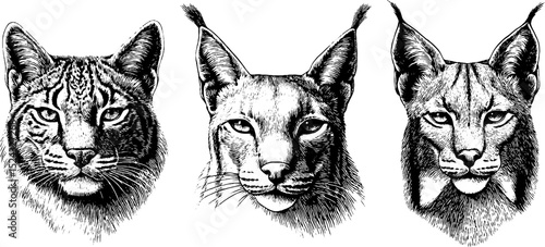 Engraved wild cat portraits featuring lynx and bobcat faces for design and decoration