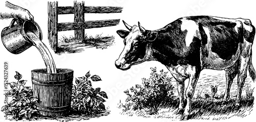 Vintage engraving of milkmaid scene with pouring milk and cow for art collection and print decor