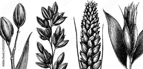 Engraved botanical illustration of oats and rye grains for educational and decorative uses