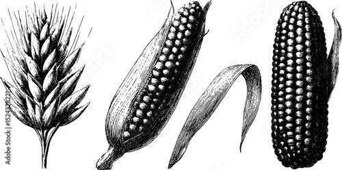 Engraved botanical illustration of oats, grains, and rye for natural design