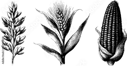 Engraved botanical illustration of oats, grains, and rye for educational use