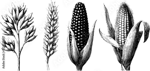 Engraved botanical illustration of oats, grains, and rye for educational design