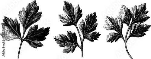 Engraved botanical illustration of parsley leaves set for design