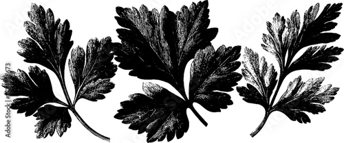 Engraved botanical illustration set of parsley leaves for design and decoration
