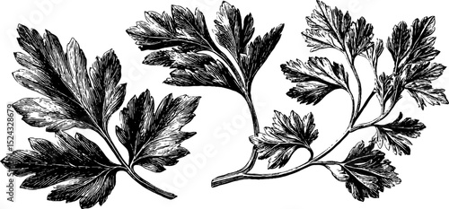 Botanical engraving of parsley leaves for culinary and design use