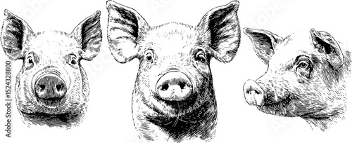 Engraved piglet and sow head illustrations for artistic design and prints
