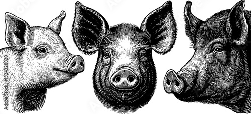 Engraved illustrations of piglet and sow heads for rustic farm design