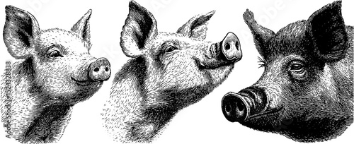 Engraved illustration set featuring piglet and sow heads for farm animal design