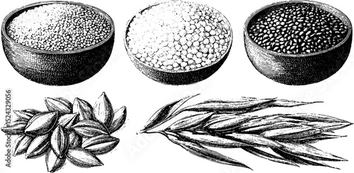Engraved illustration set of quinoa grains and millet for nutritional design and decor
