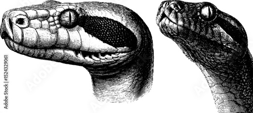 Engraved reptile illustration set featuring python and anaconda heads for nature and wildlife art