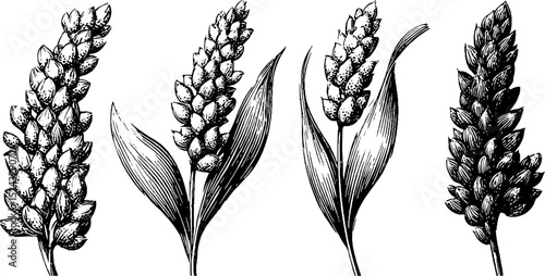 Engraved botanical illustration of quinoa grains and millet for art and design
