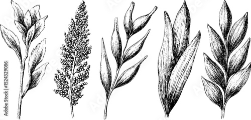 Engraved botanical illustration of quinoa grains and millet plants for design and education