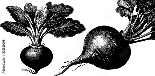 Vintage botanical collection: detailed radish and turnip engravings for art and design