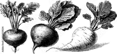 Vintage botanical engraving of radish and turnip varieties for design and print art
