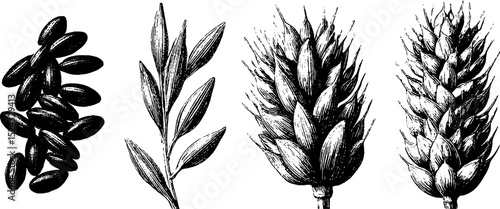 Engraved botanical illustration of rice grains and wheat ears for design and decoration
