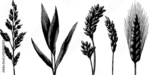 Engraved botanical illustration of rice grains and wheat plants for design use