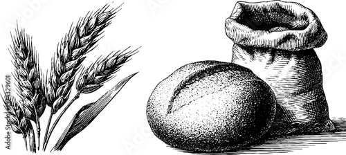 Engraved illustration of round country bread and wheat elements for culinary design