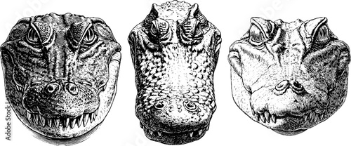 Engraved illustration set of saltwater crocodile heads for nature study and educational design