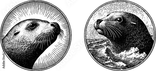 Engraved illustration set of selkie and seal imagery - mythical creature and marine mammal design