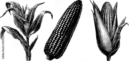 Detailed engraved illustrations of sweet corn cob variations for design