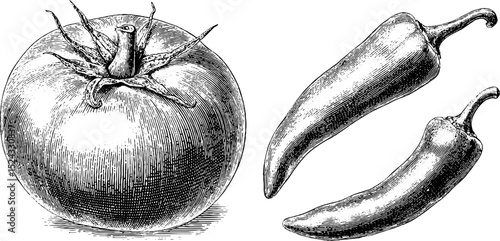 Engraved botanical illustration of tomato and bell pepper set for vintage design