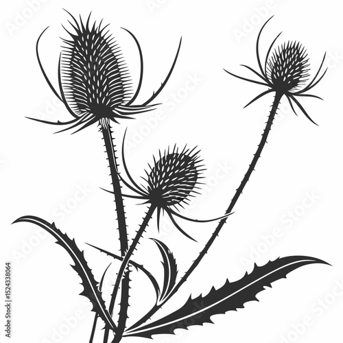 black and white teasel