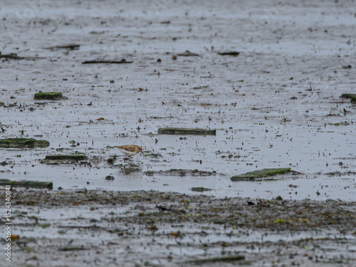 Temminck’s stint on muddy shore