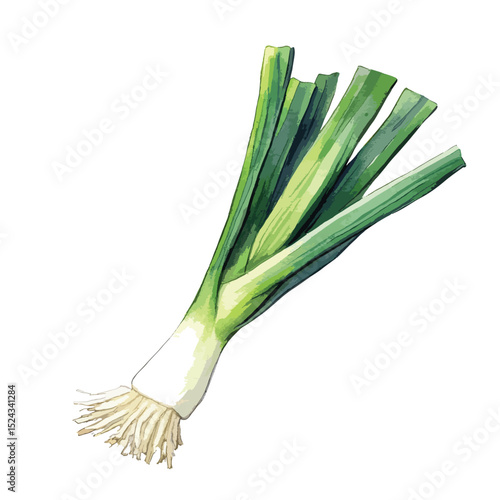 Watercolor Illustration of a Single Leek with Detailed Roots and Vibrant Green Leaves